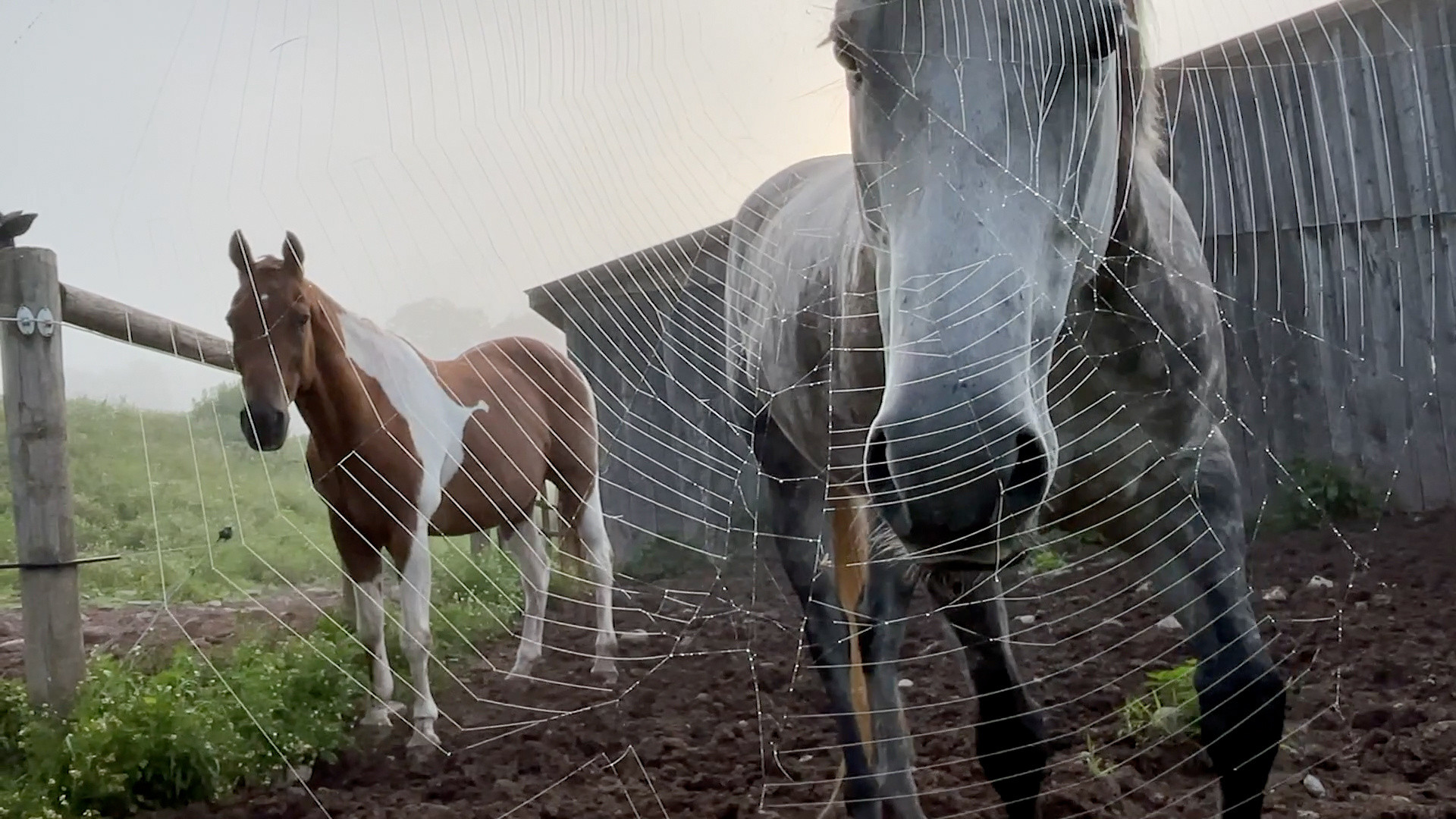 Horse Opera. 2022. Directed by Moyra Davey MoMA